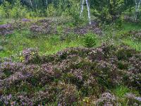 Blühende Besenheide Sträucher im Egerndacher Filz